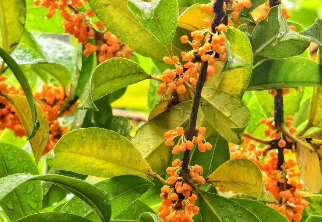 组图丨泰山脚下独特的秋日信使 年年花期与国庆相约