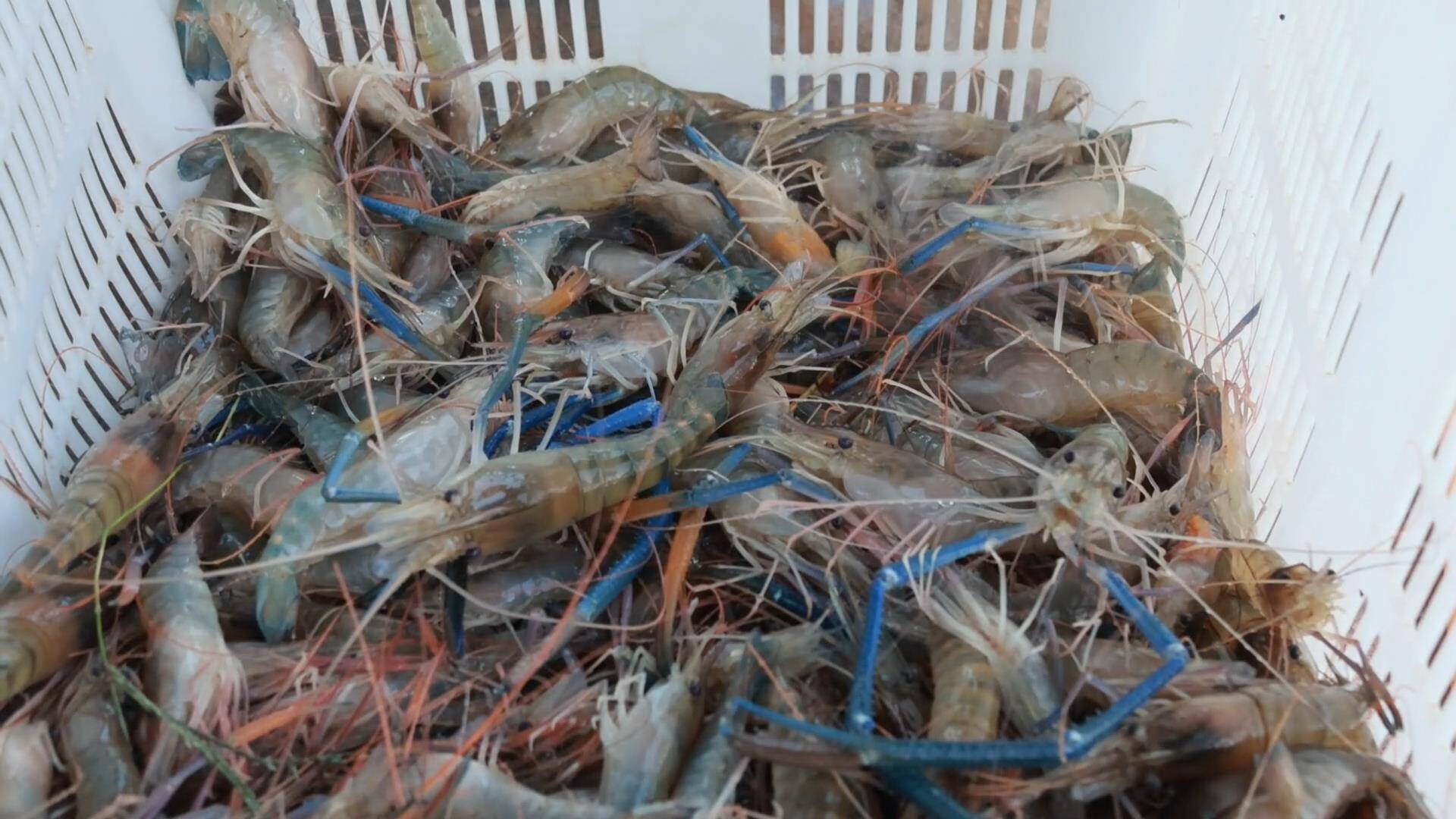 单日收获400斤 ！东平罗氏沼虾成节日“抢手货”