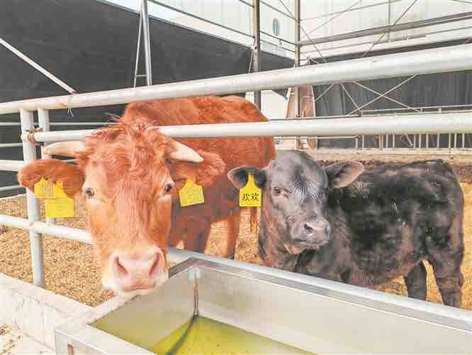 从要素保障看财金如何联动 为高青黑牛产业赋能