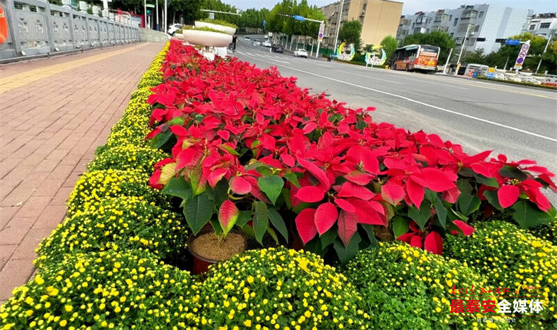 泰安：6.5万余盆鲜花靓装迎国庆 芬芳景致待宾客