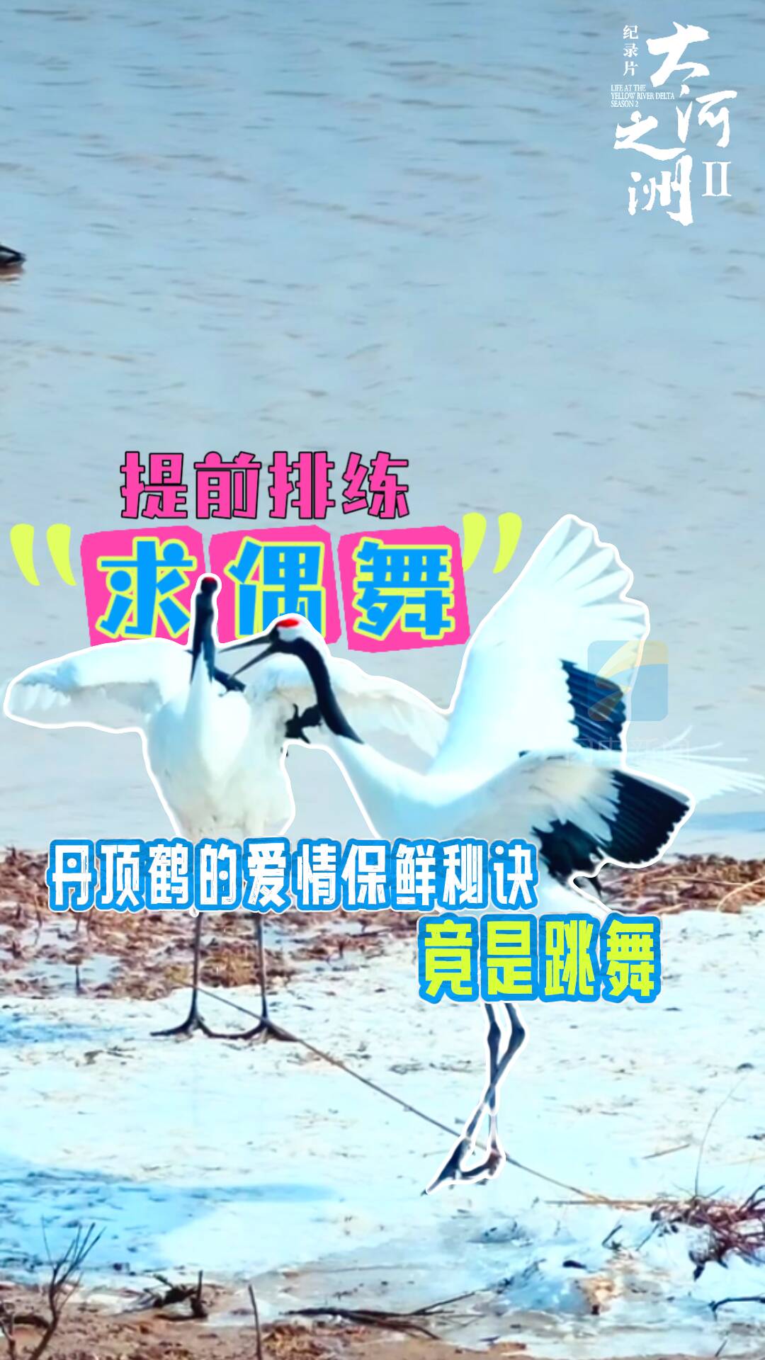 大河之洲(第二季)丨提前排练“求偶舞” 丹顶鹤的爱情保鲜秘诀竟是跳舞?