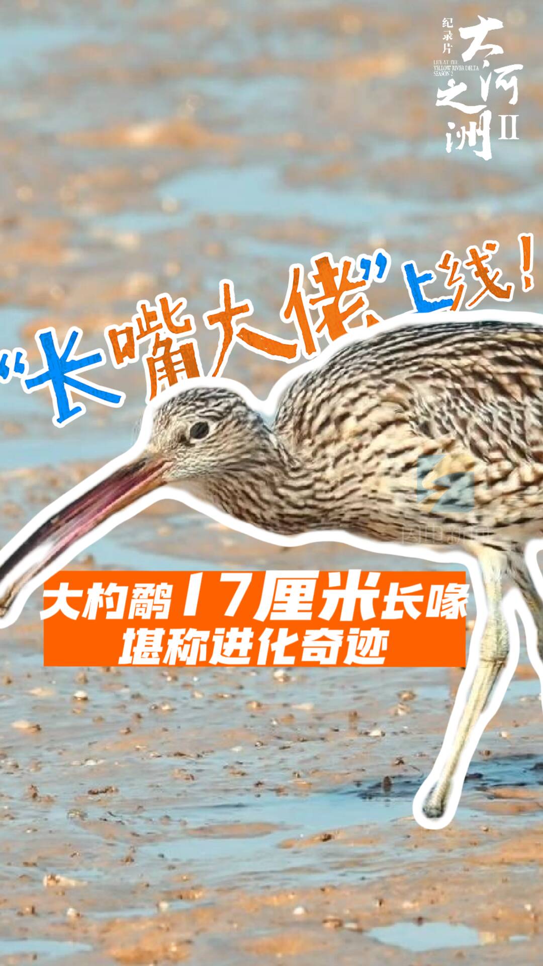 大河之洲(第二季)|“长嘴大佬”上线!大杓鹬17厘米长喙堪称进化奇迹