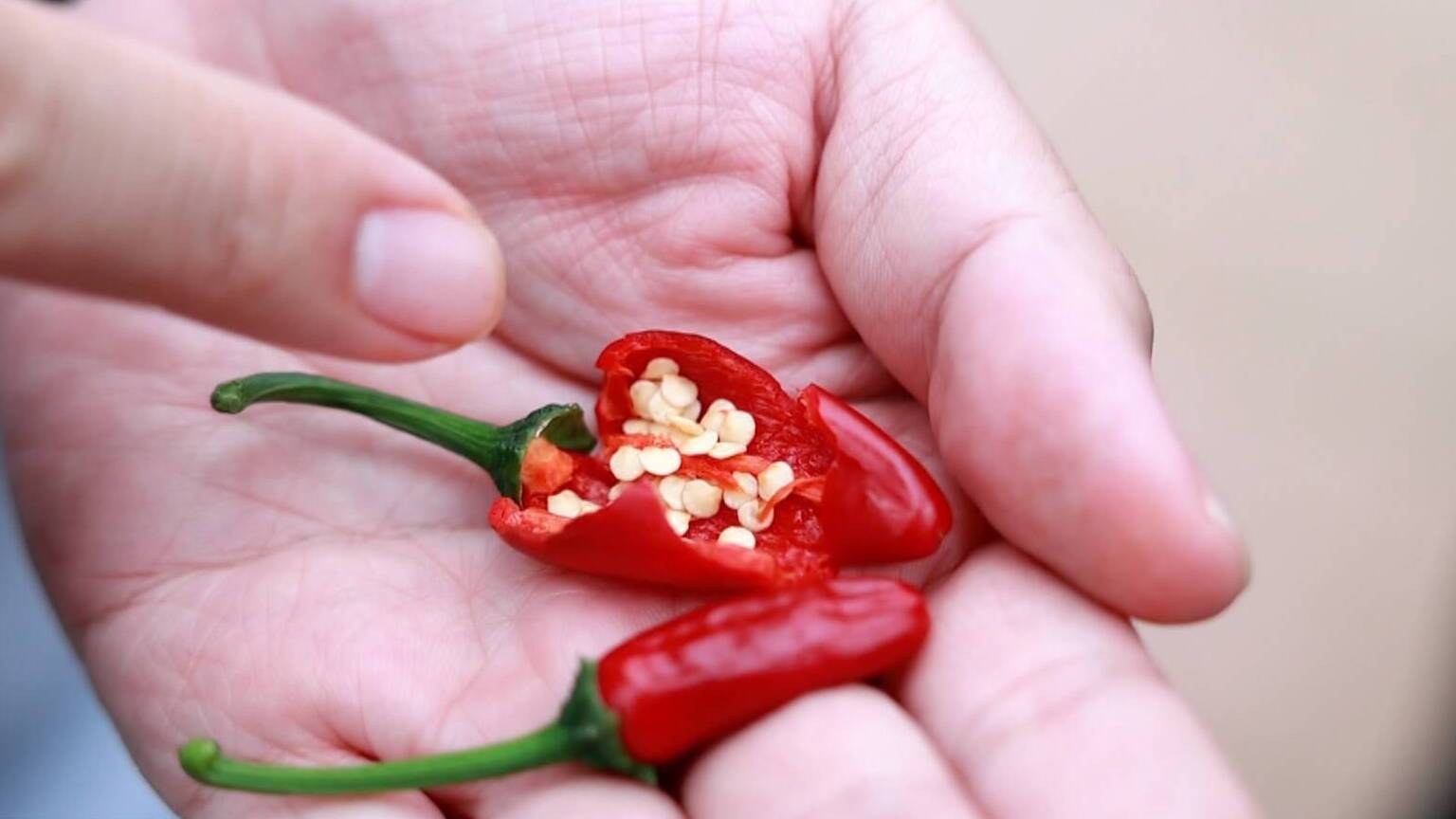 联播关键词|一粒种子的“共富约定”