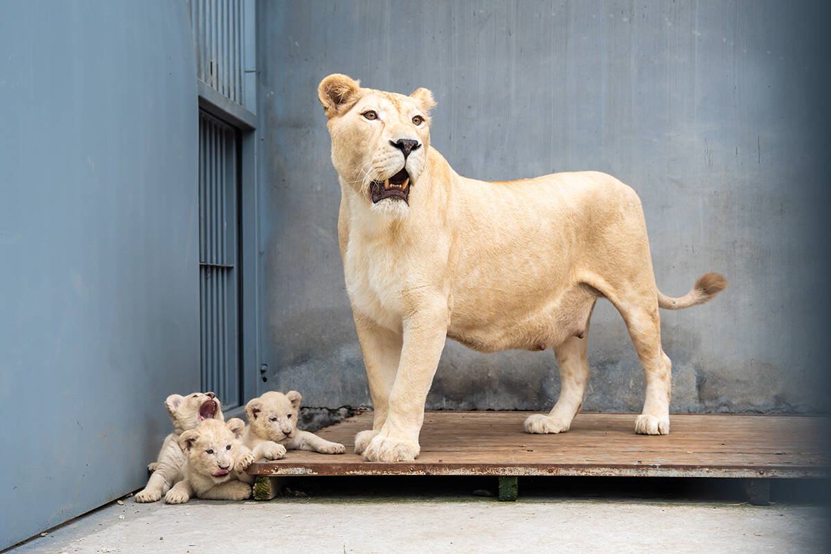 国庆双喜临门！泉城欧乐堡喜迎北极熊龙凤胎与18只小白狮