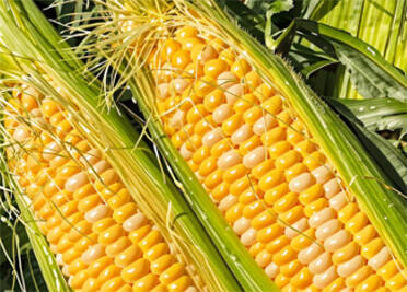 “志愿红”“夜谈”“粮食银行”……德州“组合拳”保障秋粮归仓