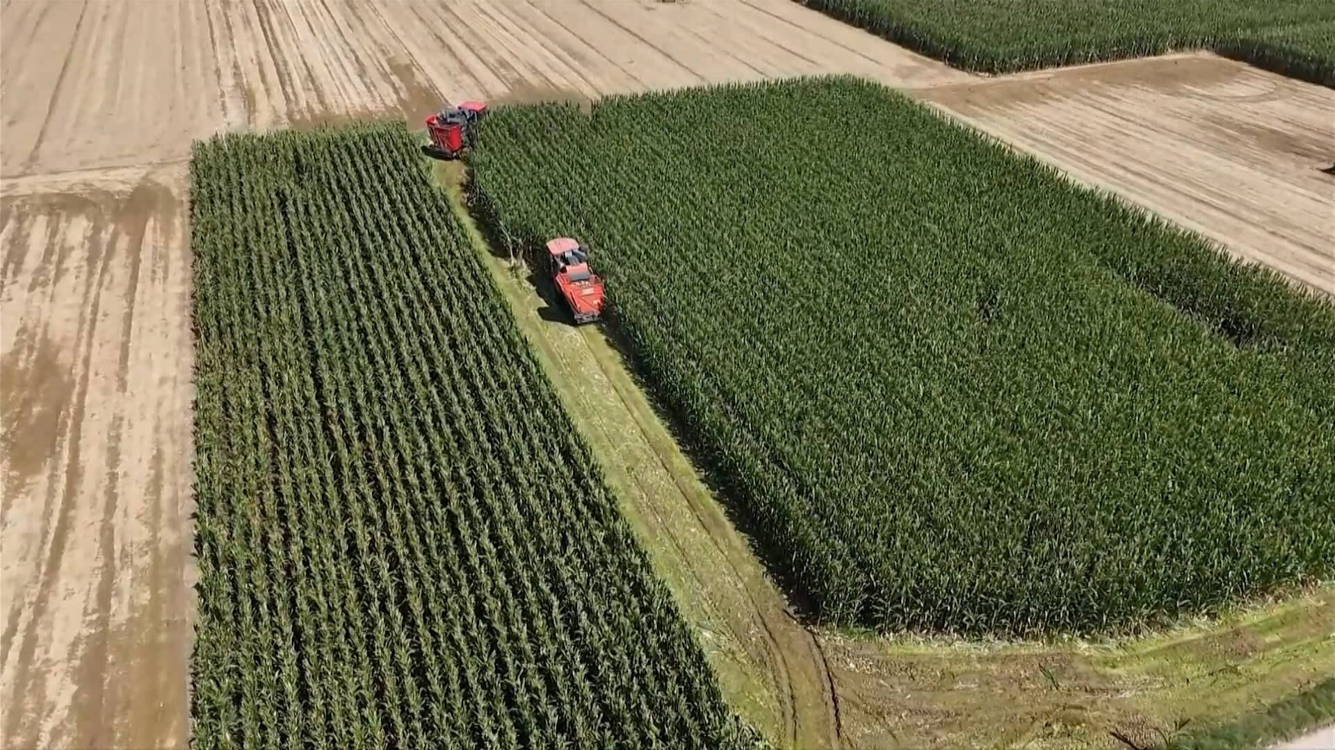 联播关键词|力保秋粮归仓