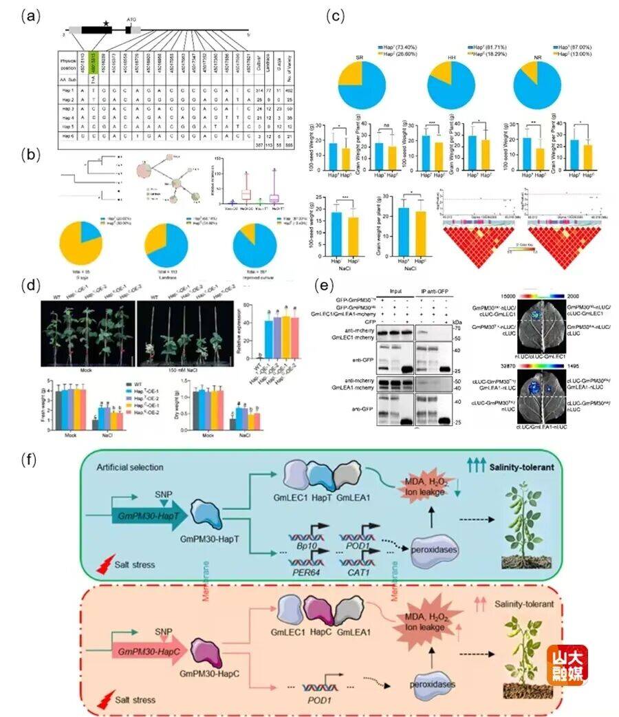 山东大学向凤宁教授团队揭示耐盐基因GmPM30编码区一个单碱基变异提高大豆产量及耐盐碱性的新机制