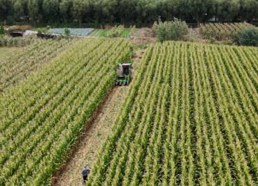 龙口:雨情不误农时 紧急开展玉米抢收行动