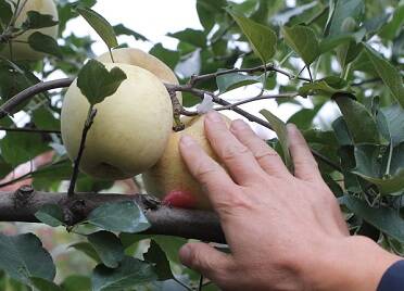 烟台市牟平区:农技指导助力苹果生产