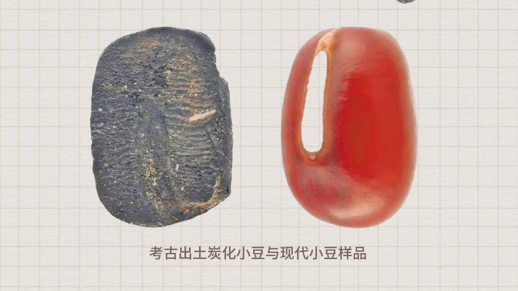 山东发现9000年前炭化小豆遗存 打破日本学术界的“日本小豆起源论”