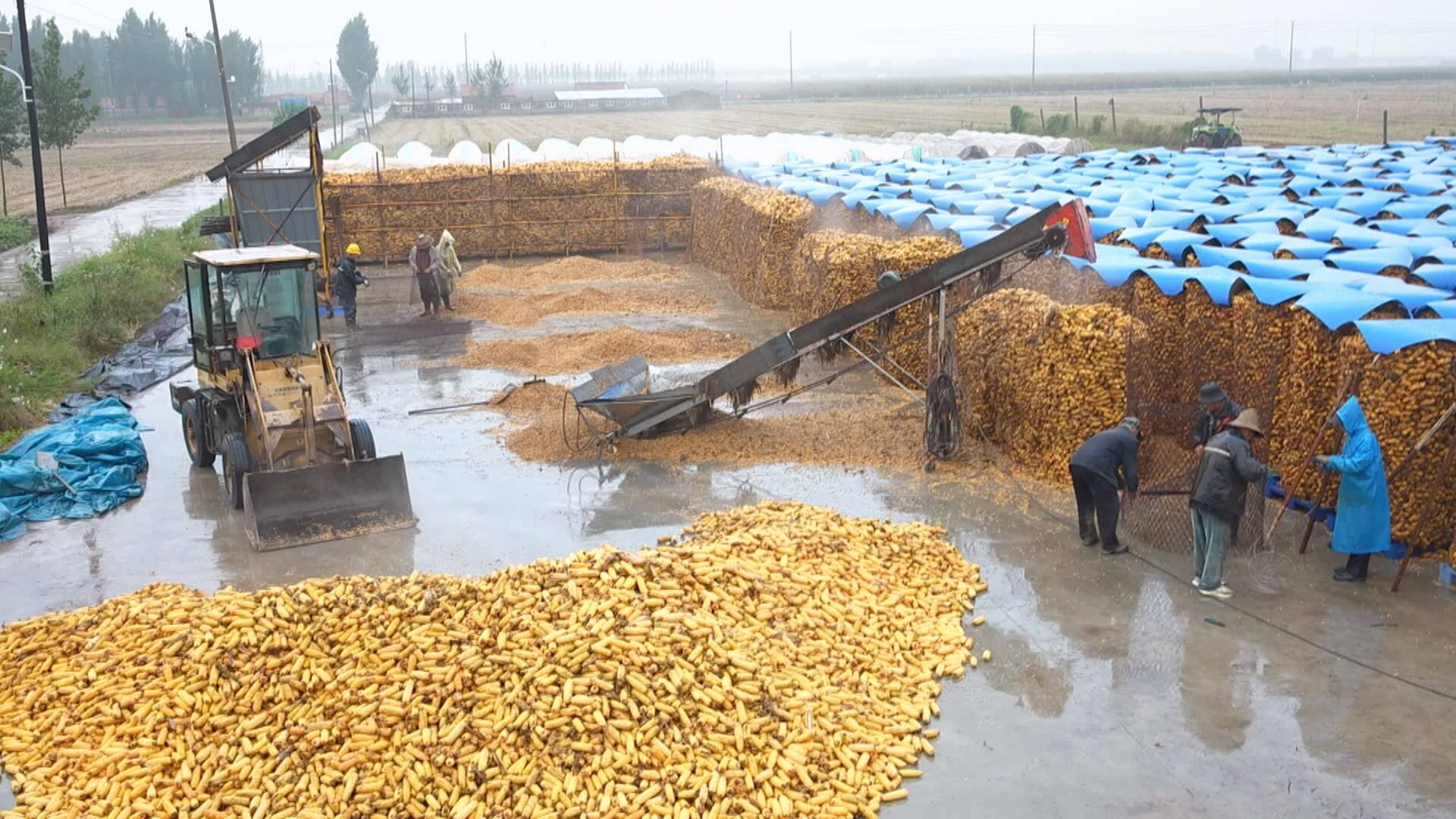 联播关键词｜科学保粮