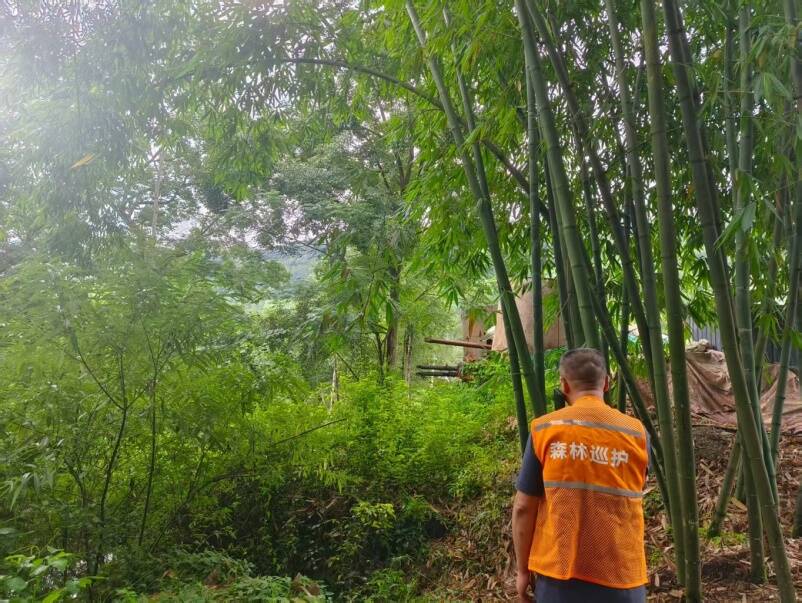 保险护“绿”前行
