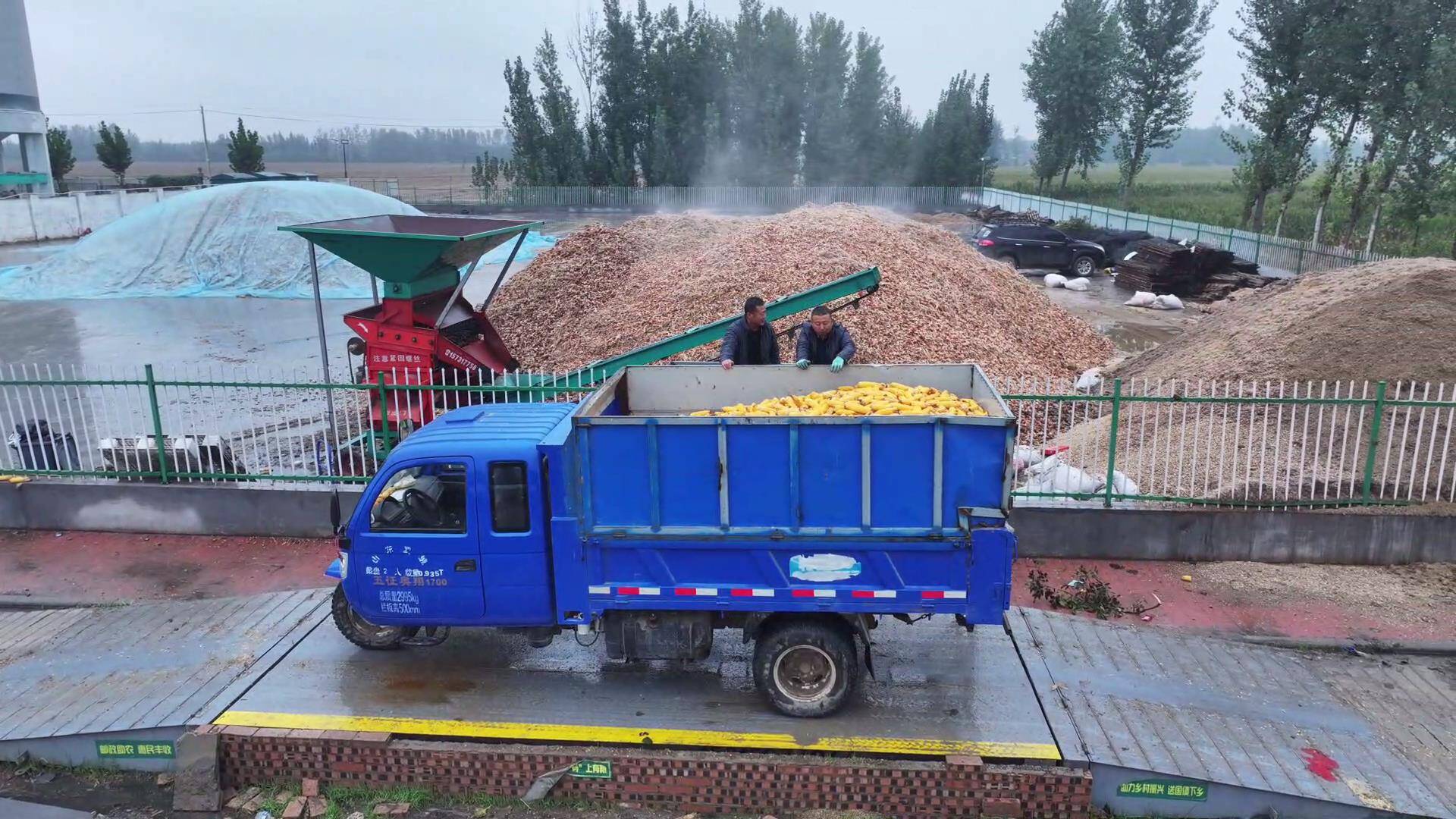 德州陵城区：连续阴雨阻秋收 秋粮分类收购解民忧