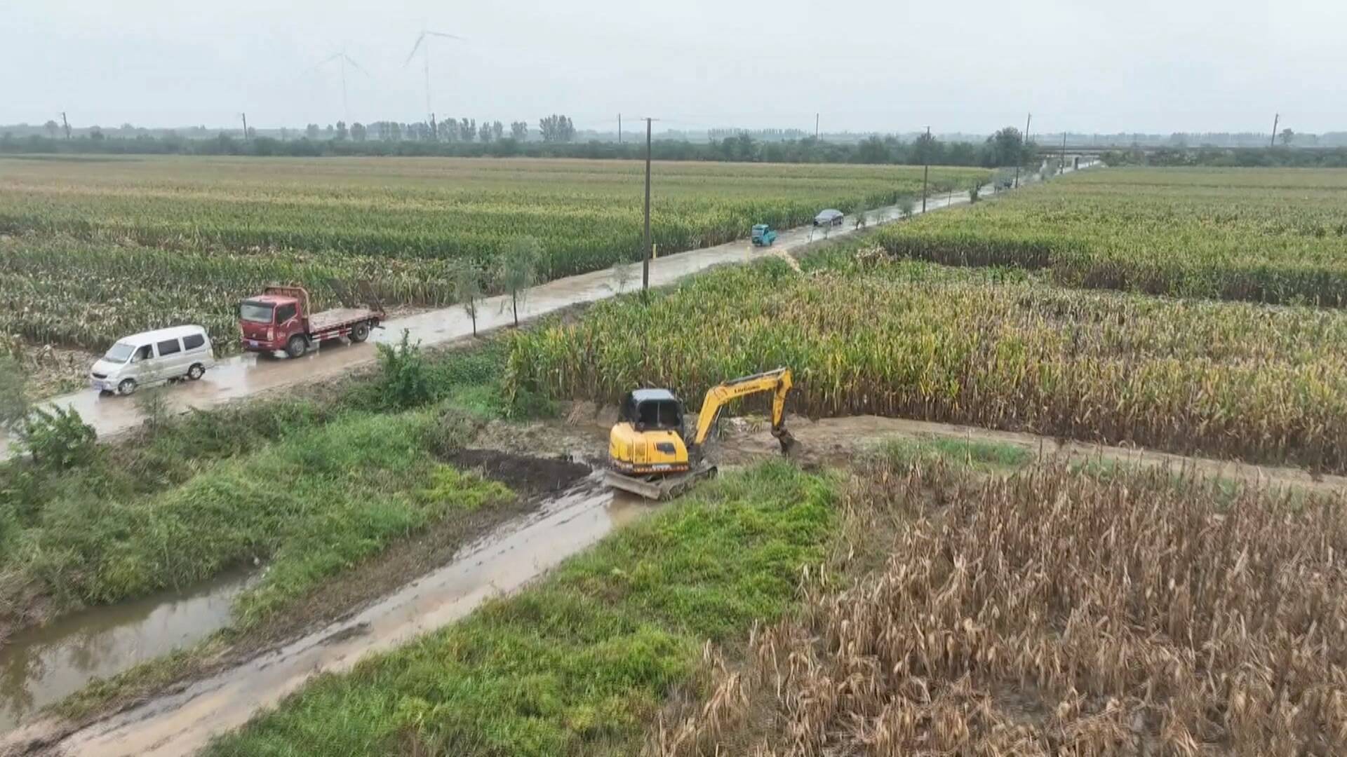 【齐鲁“抢秋”·直击一线】争分夺秒抢收抢烘