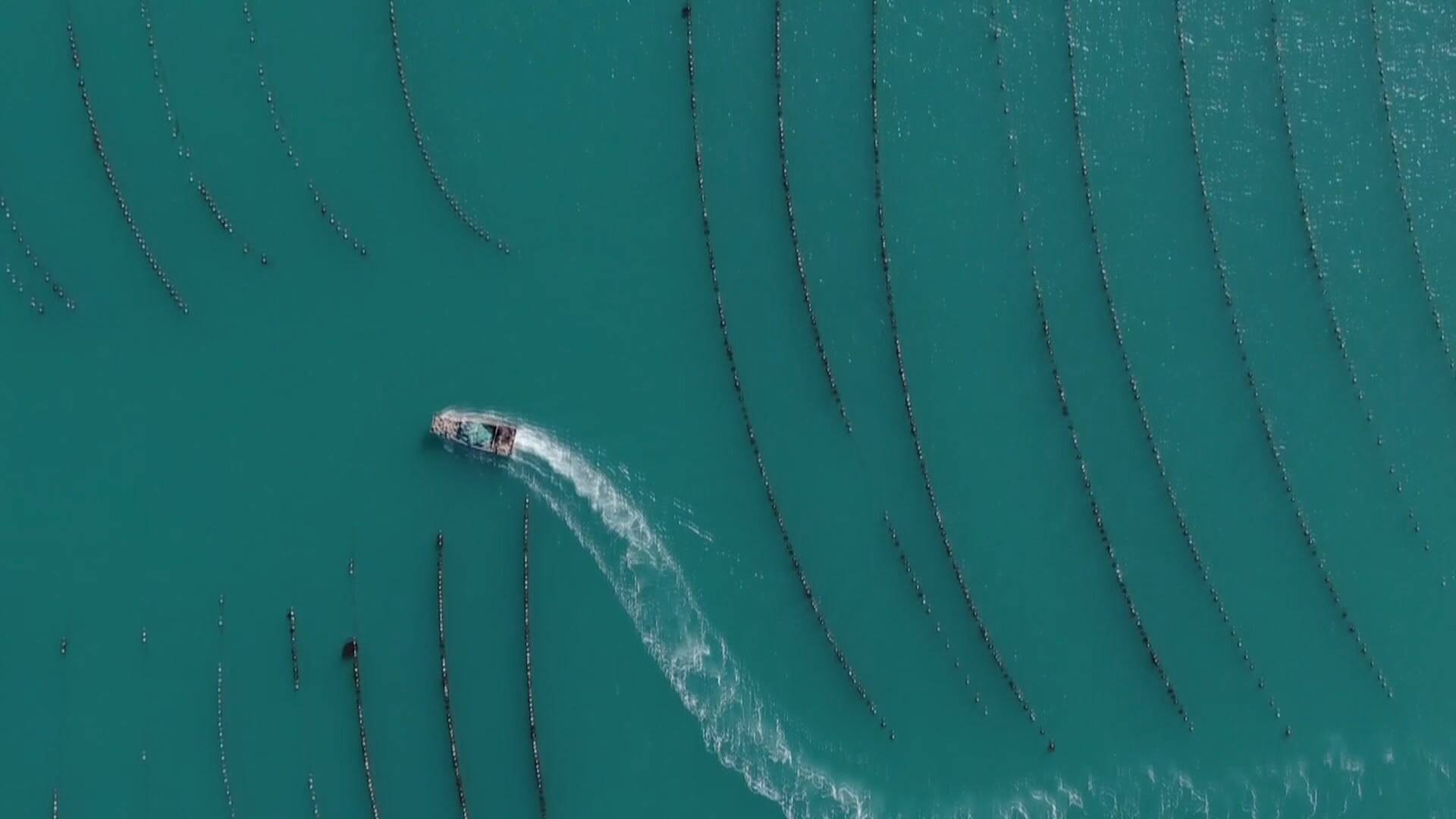 联播关键词|海洋碳汇