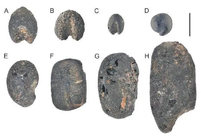 山东发现9000年前炭化小豆遗存 为“小豆多地起源”提供考古数据