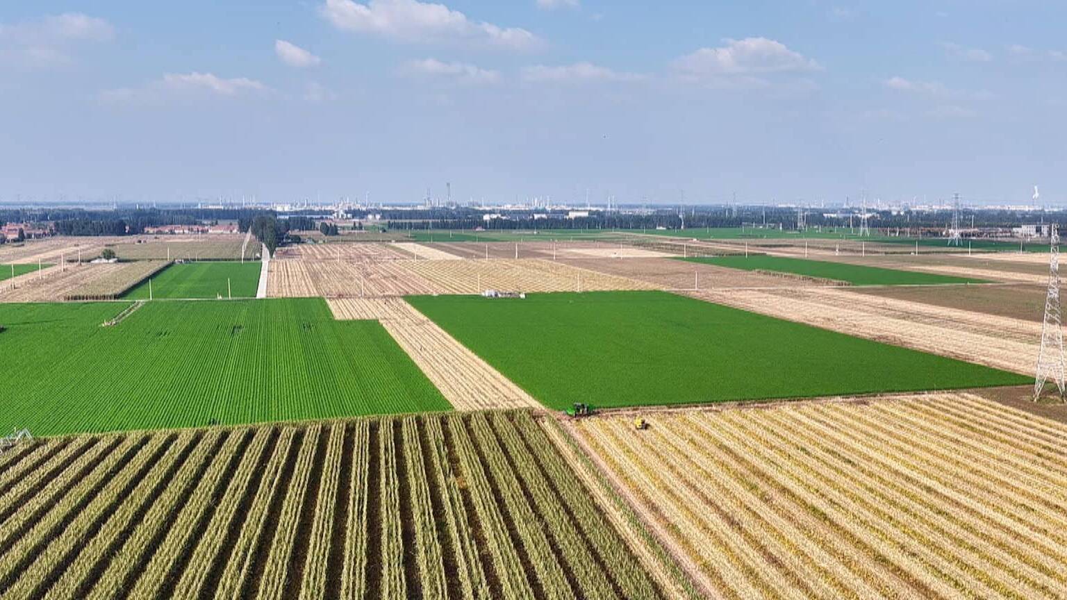 【齐鲁“抢秋”·直击一线】抢晴争时保秋收