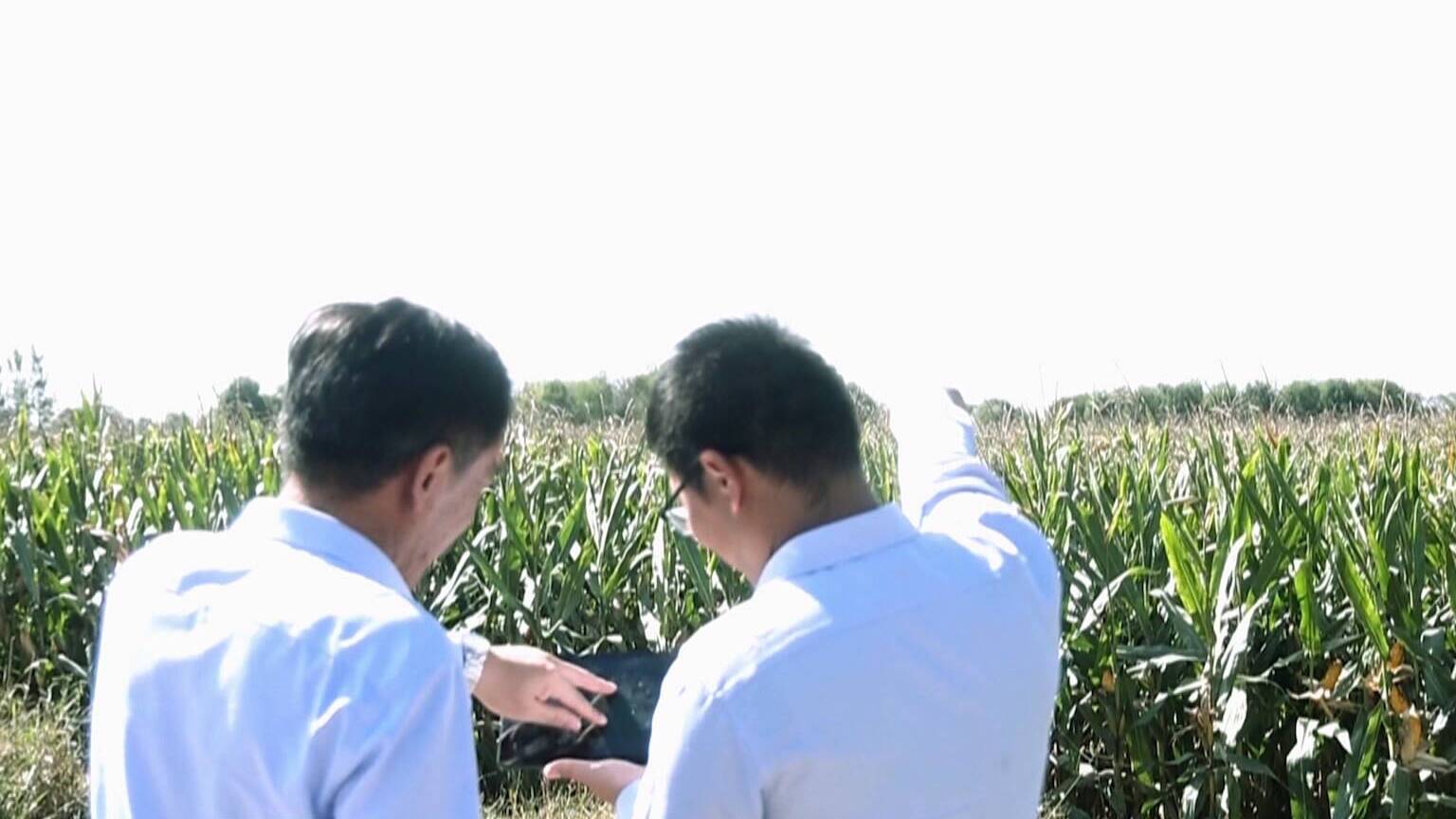 【齐鲁“抢秋”·直击一线】发挥政策性农业保险作用