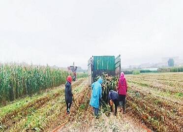 烟台:秋粮抢收加速度 田间一线显担当