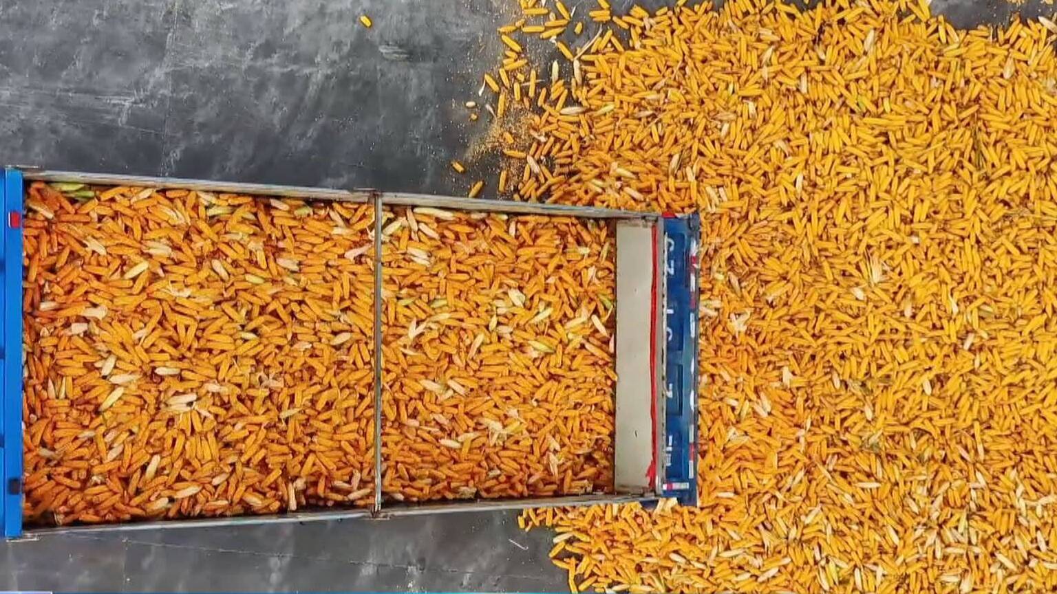 【权威发布】收烘储并举 闭环收秋粮