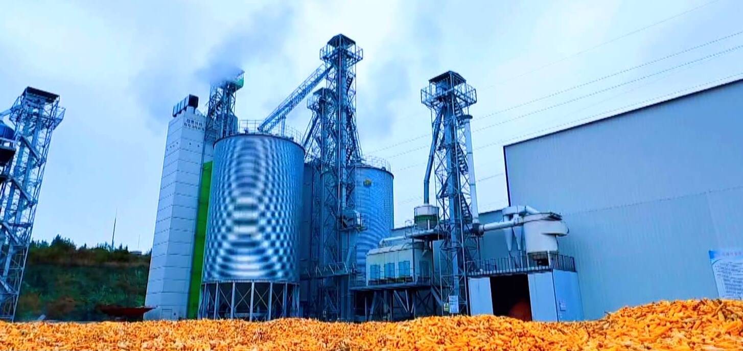 【齐鲁“抢秋”·直击一线】“火力全开”抢烘秋粮