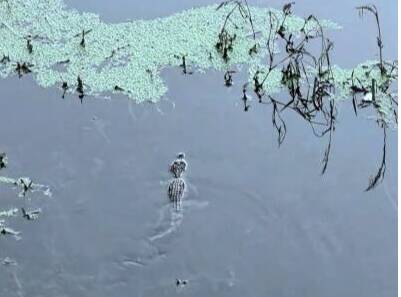 泰安宁阳一河道惊现体长约50公分小鳄鱼 警方已捕获