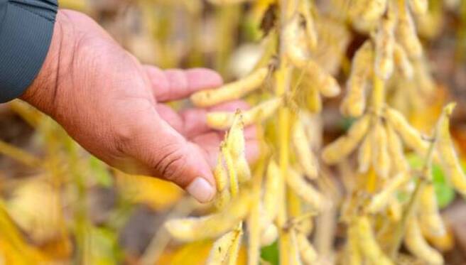 闪电评论｜“手拉手”绘就齐鲁粮安“同心圆”