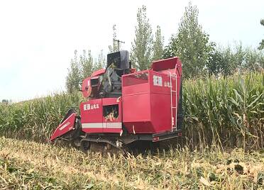 牟平:抢抓晴好天气 多措并举抢收秋粮