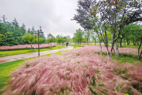 秋雨润粉黛 花开诗意浓
