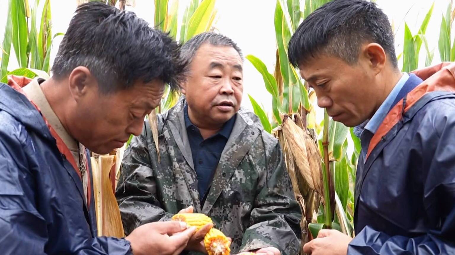 联播关键词|种粮大户的秋收经