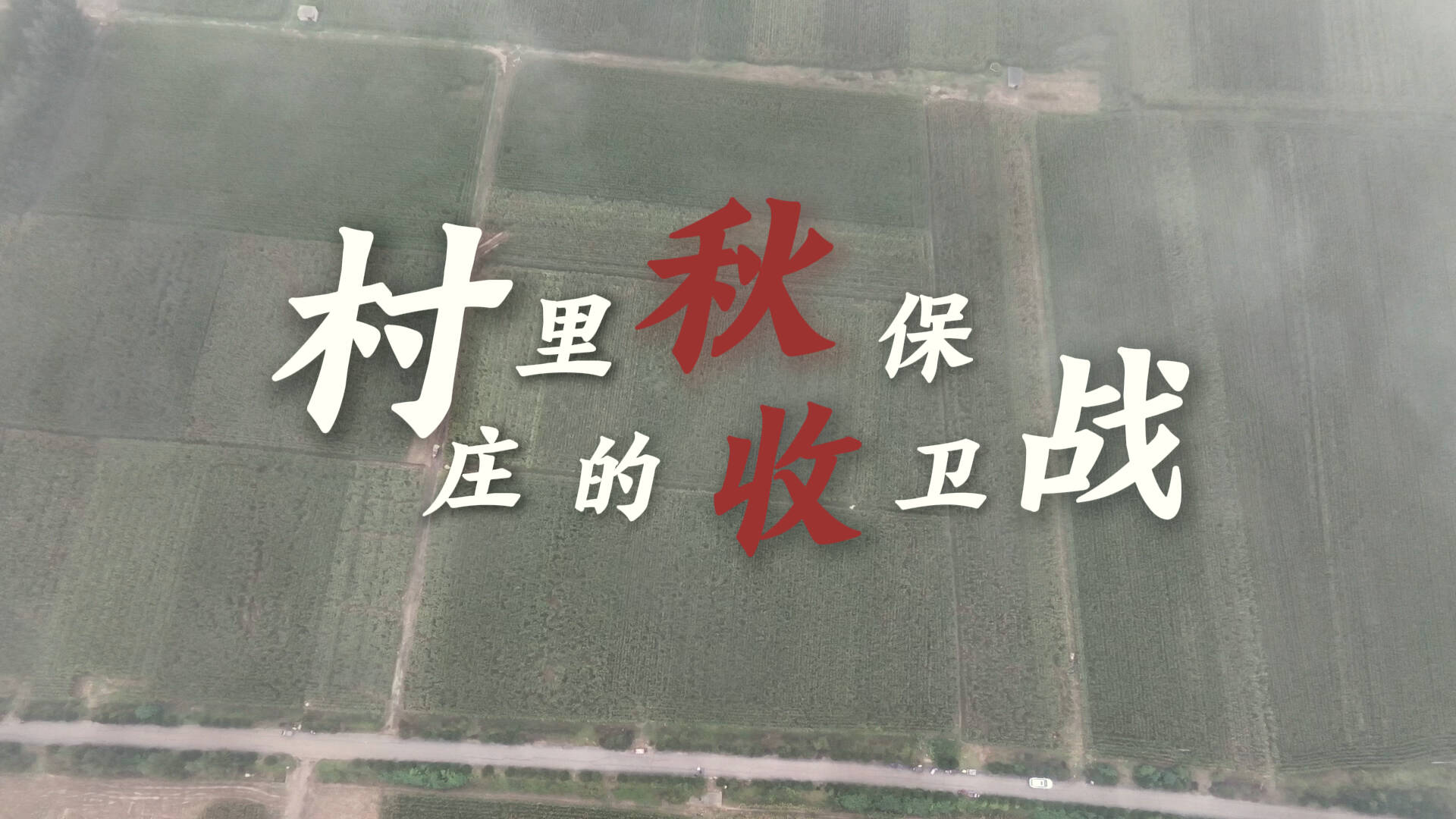 齐鲁“抢秋”·直击一线丨村庄里的“秋收保卫战”