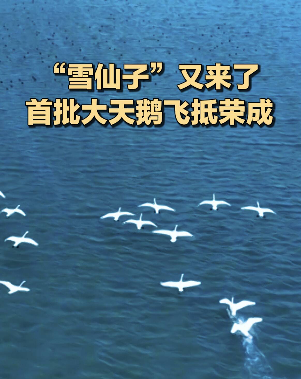 “雪仙子”又来了 首批大天鹅飞抵荣成