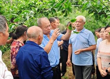 从0亩到8000亩 烟台农民专家扎根巫山引种秋月梨