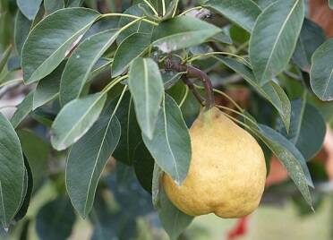 龙口市:特色丑梨成熟季 村企联姻畅销路