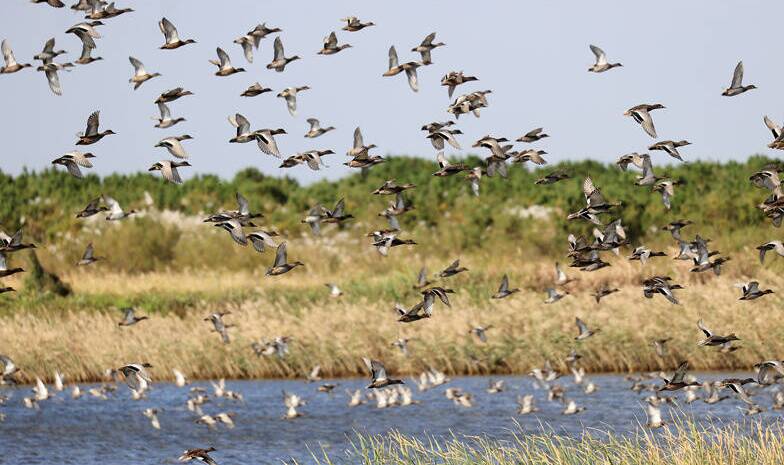 黄河入海满目新——东营市深入贯彻落实习近平总书记视察东营重要指示要求综述之一