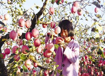 枝头红果映暖阳