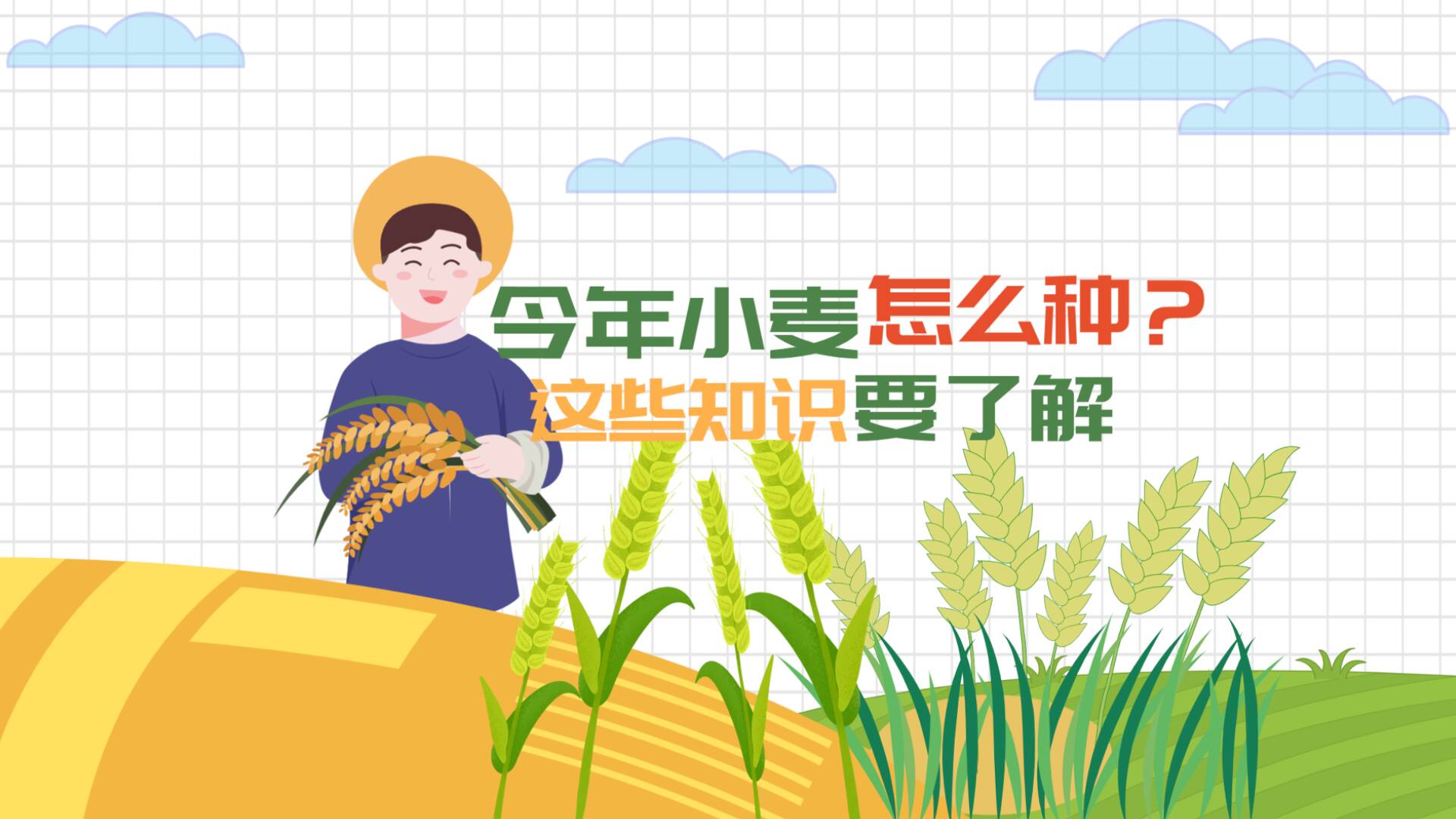 MG动画丨今年小麦怎么种？这些知识要了解