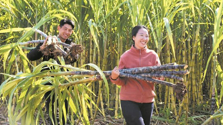 淄博：甘蔗喜豐收 采摘正當(dāng)時