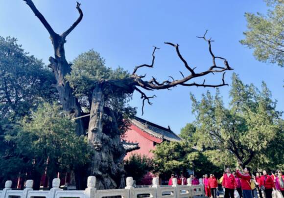 泰安岱庙6株汉柏入选全国首批“国保单位·古树名木”协同保护名录