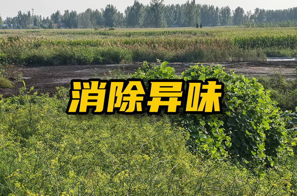 网络问政·办实事 | 网友:鸡粪异味扰民 粪肥户主:喷洒除臭剂+覆盖