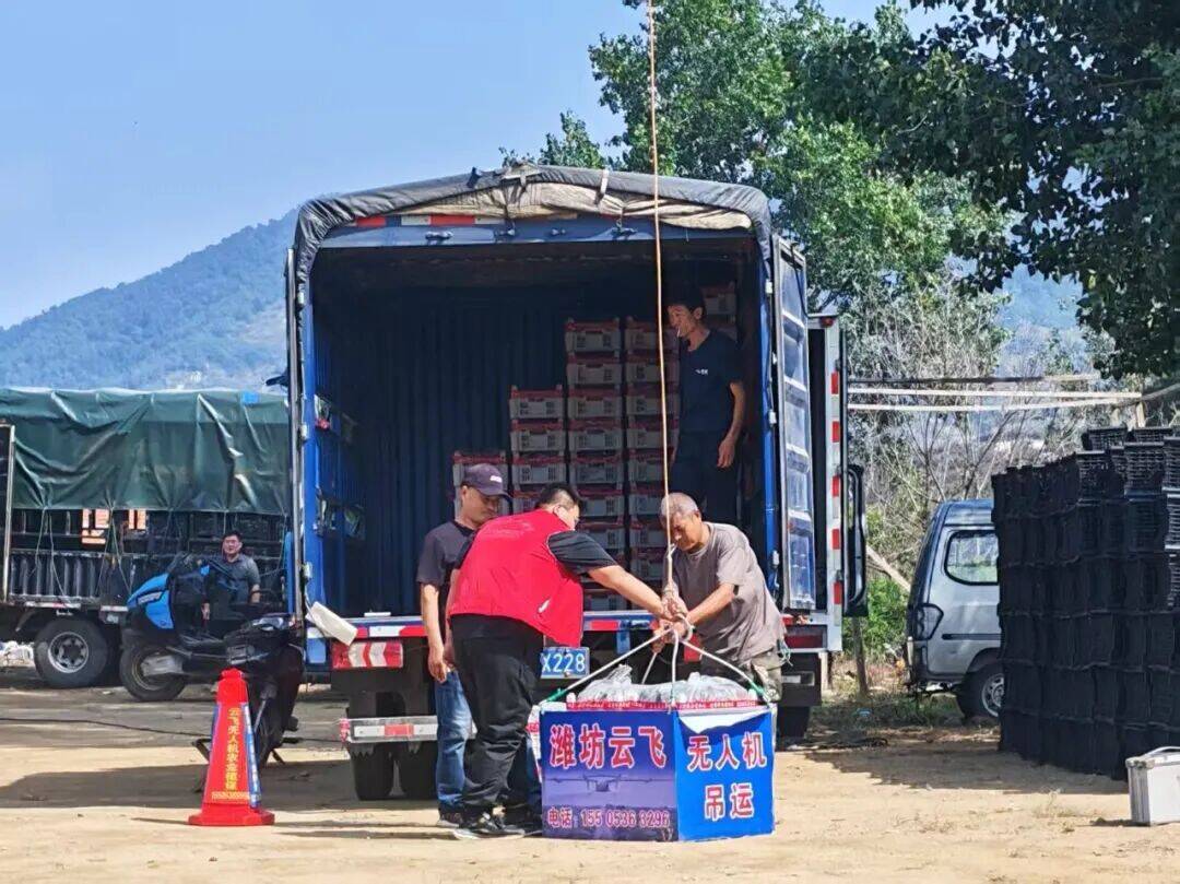 潍坊临朐辛寨街道：“空中快线”让小山楂“一飞冲天”