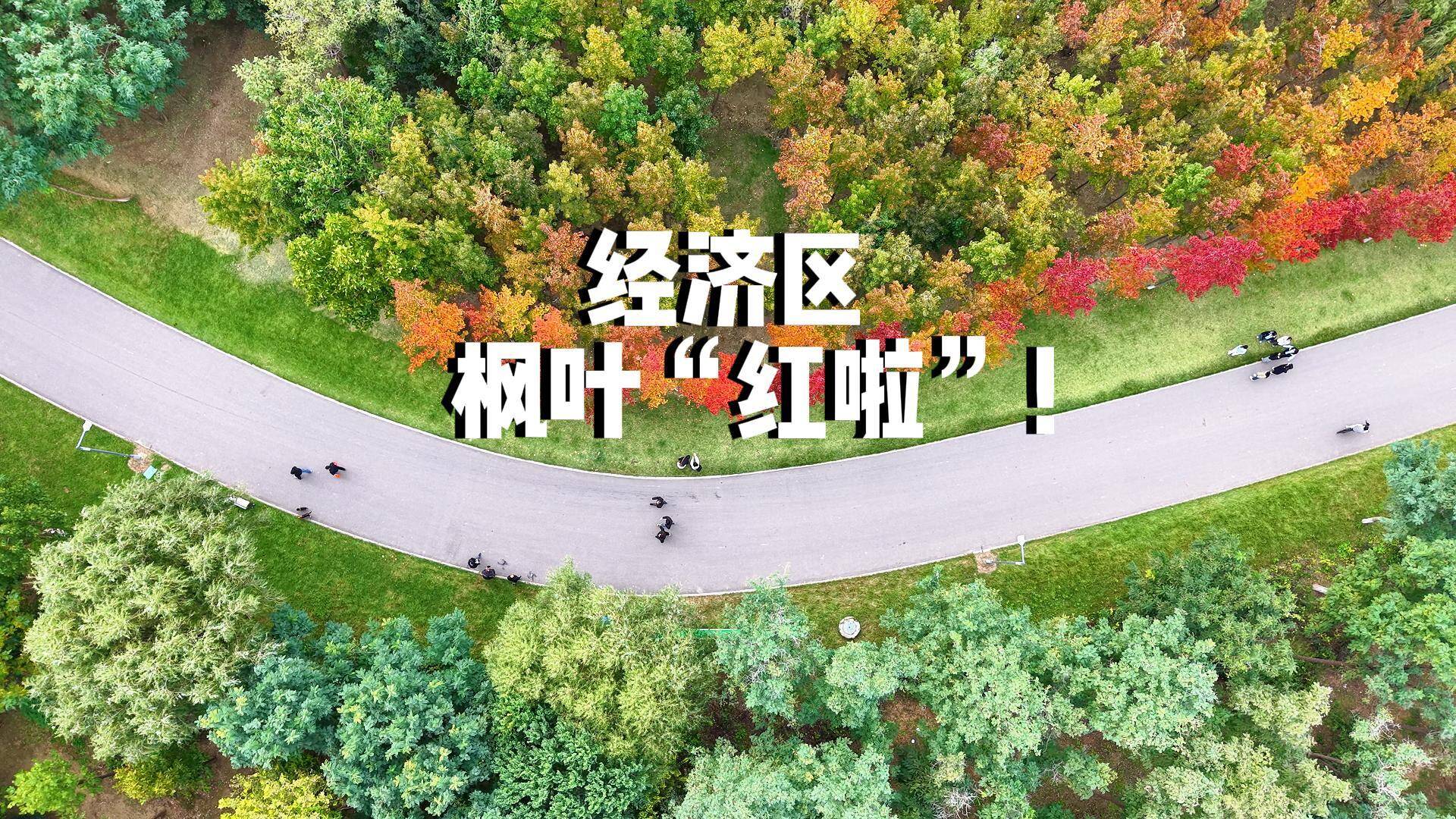 潍坊经济开发区：枫叶红了 美不胜收
