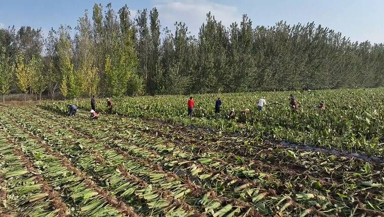 潍坊昌乐：香芋成熟田间忙 特色产业促增收