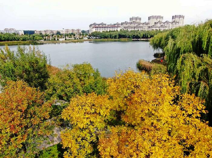 邹平市明集镇:霜凝海棠暖