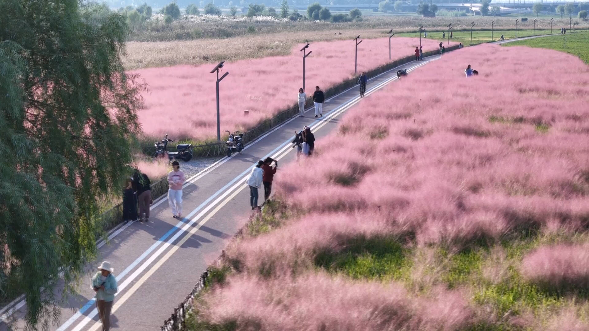 东营:粉黛乱子草摇曳 邂逅城市温柔时光