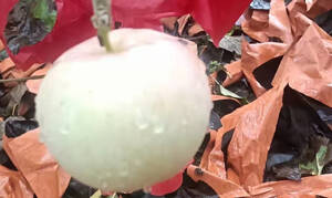 記者觀察｜陰雨過后，沂源果農(nóng)不慌！