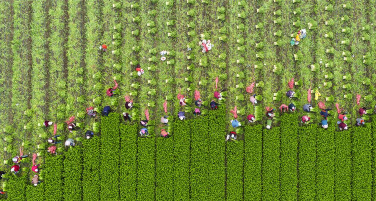 收割芹菜保供应