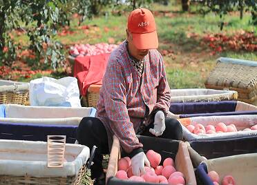 蓬莱:38万亩苹果丰收 最高价每斤7元左右