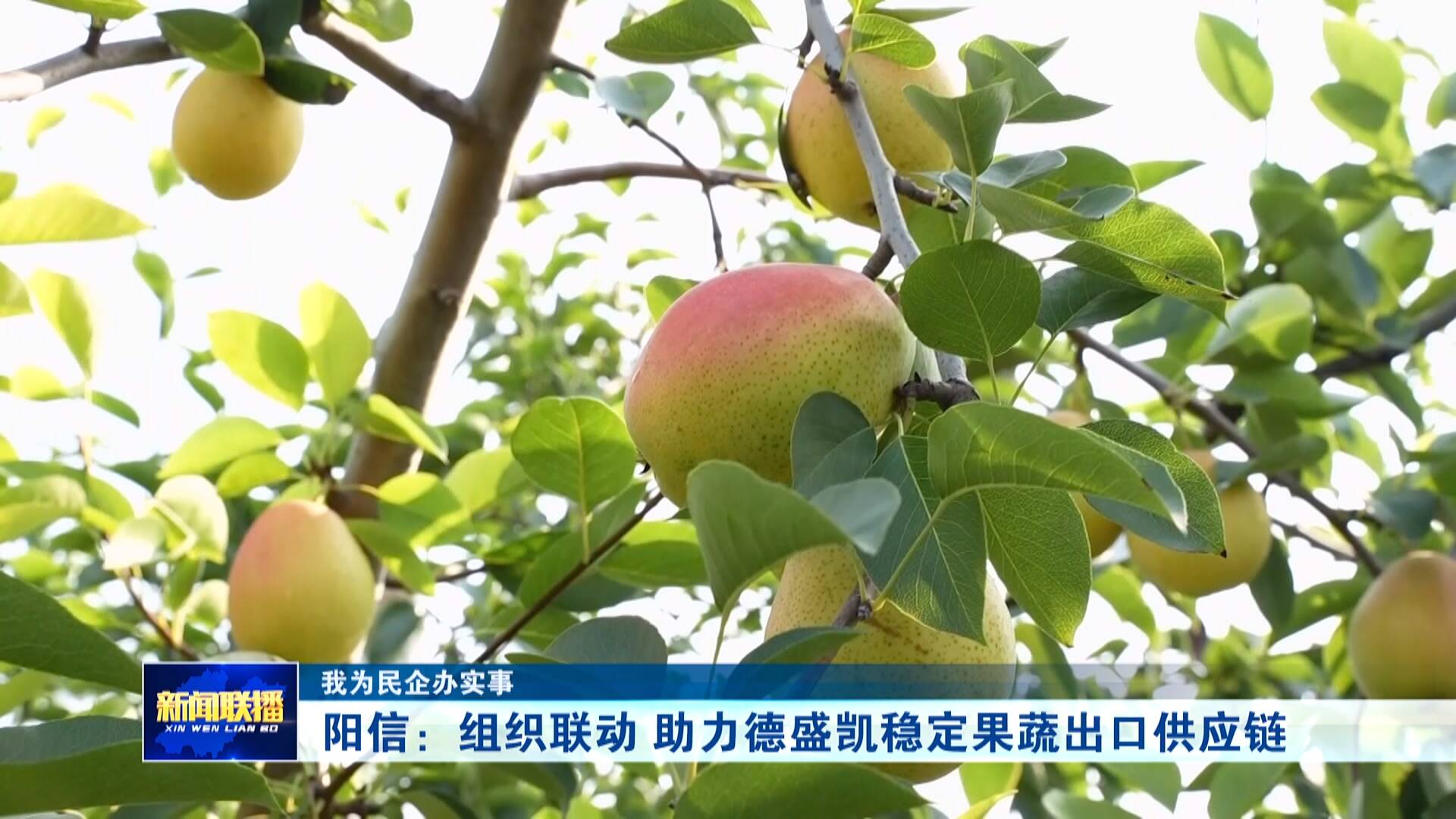 【我为民企办实事】阳信：组织联动 助力德盛凯稳定果蔬出口供应链