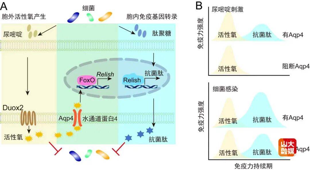山东大学王显伟教授团队揭示动物免疫反应交叉协同新机制